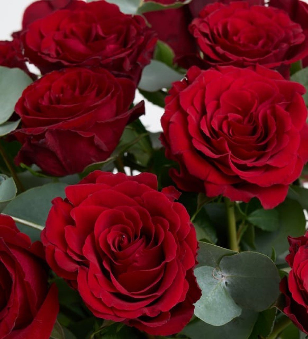 Cam Vazoda Kırmızı Güller ve Büyük Gurme Lezzetler