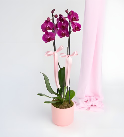 Pembe Beton Saksıda Çiftli Mor Orkide Pembe Beton Saksıda Çiftli Mor Orkide