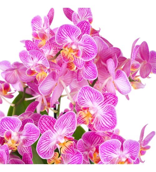 Kırçıllı Pembe Multi Midi Orkide Aranjmanı Wielka