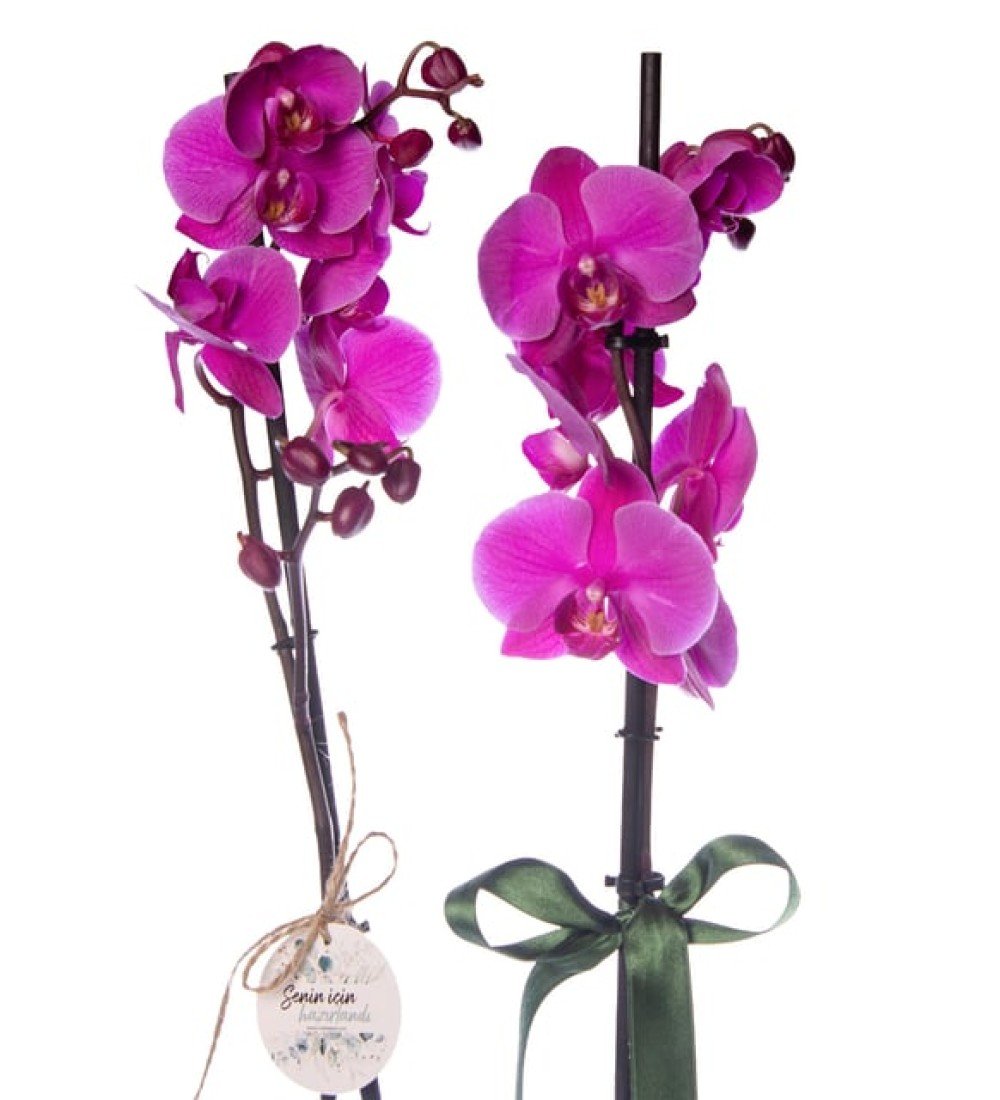 Mürdüm Saksıda Mor Orkide ve Pembe Kalanchoe