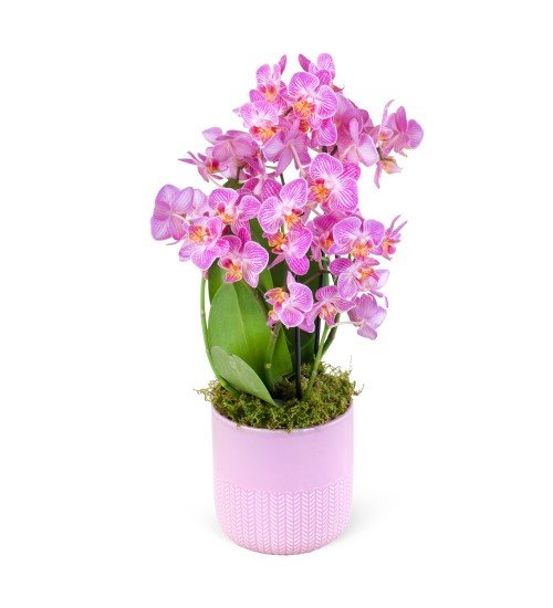 Kırçıllı Pembe Multi Midi Orkide Aranjmanı Wielka