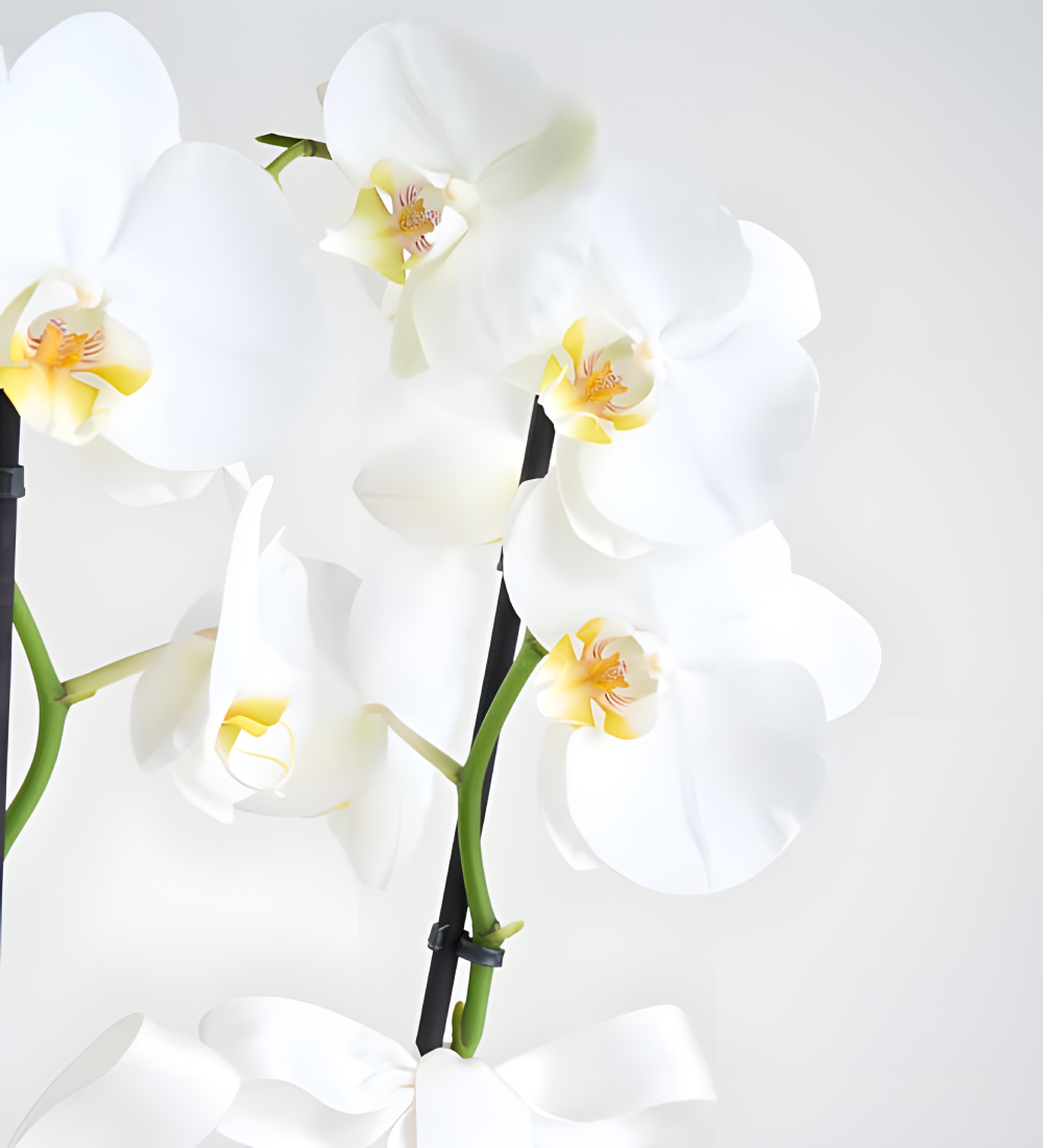 Six Bloom Orkide Çiçeği