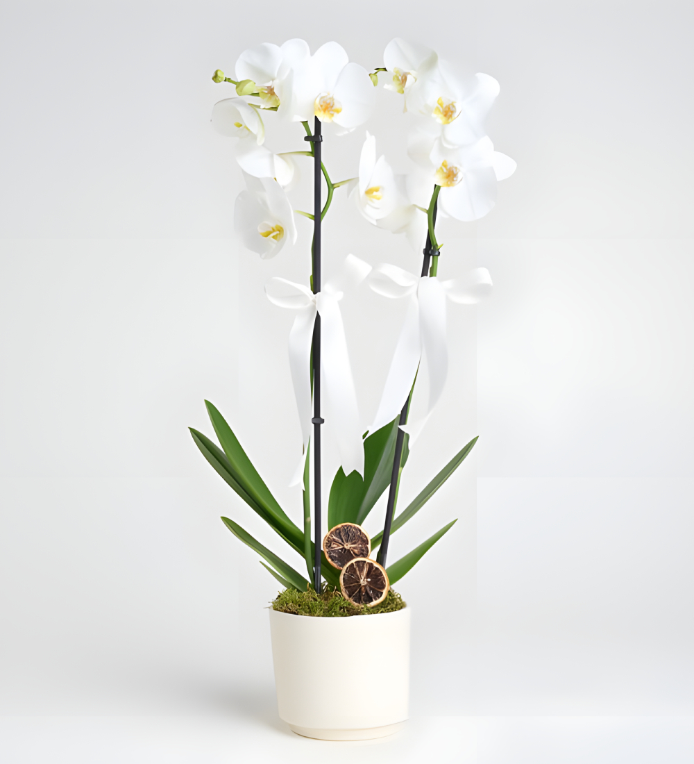 Six Bloom Orkide Çiçeği