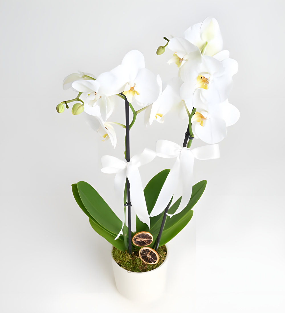 Six Bloom Orkide Çiçeği