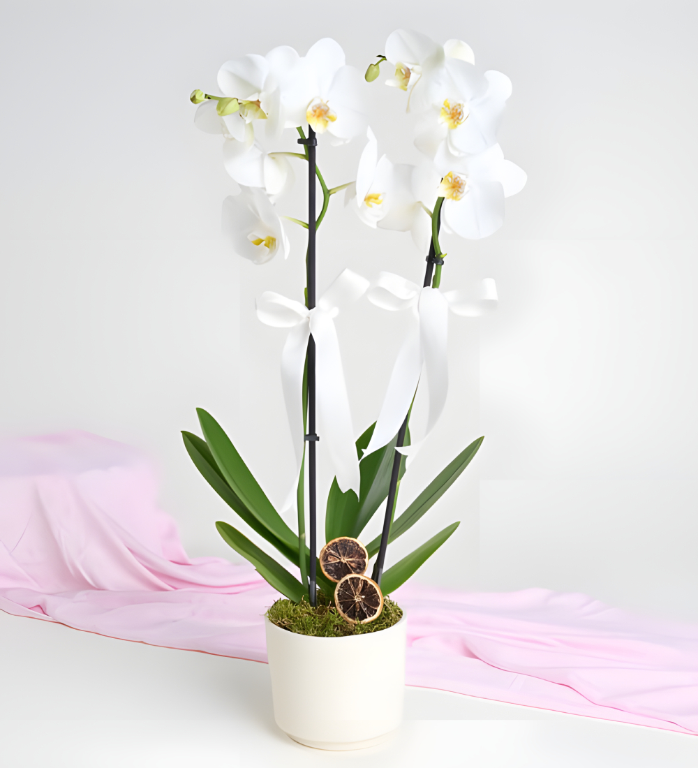 Six Bloom Orkide Çiçeği